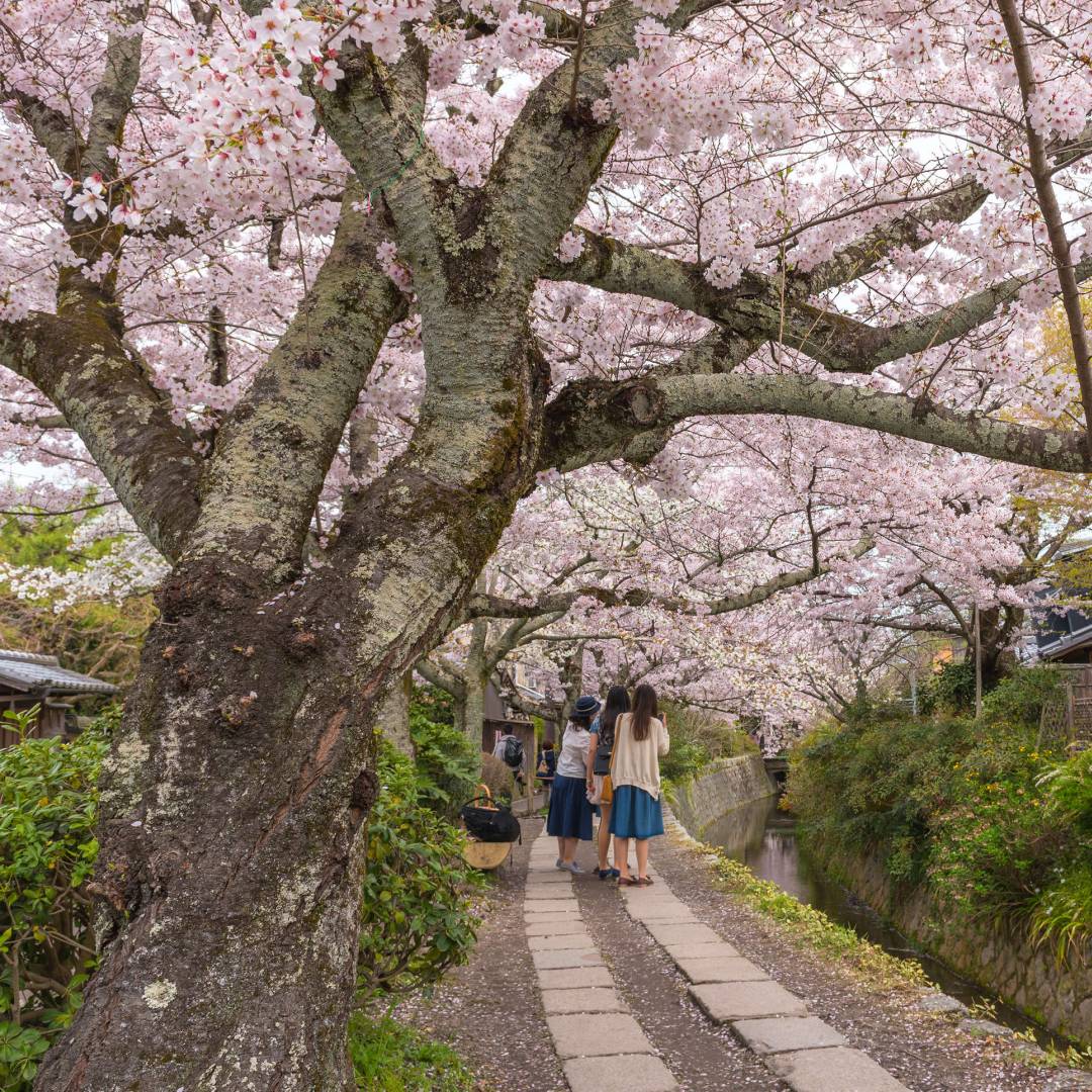 Custom-Travel-Planner-Network-1-Japan-Philosophers-Walk-Cherry-Blossoms