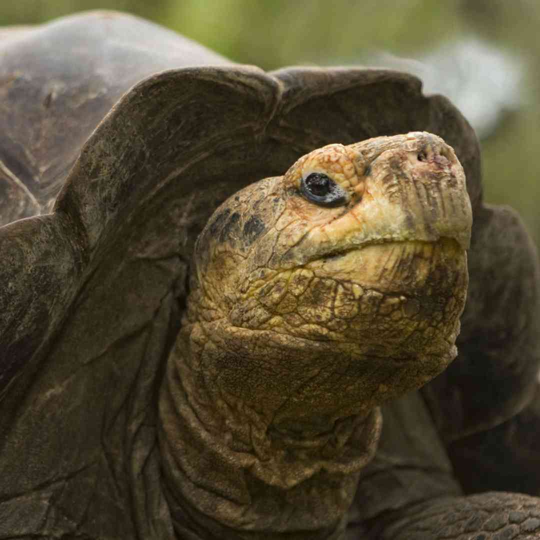 Custom-Travel-Planner-Network-1-SM-Ecuador-Galapagos-Turtoise