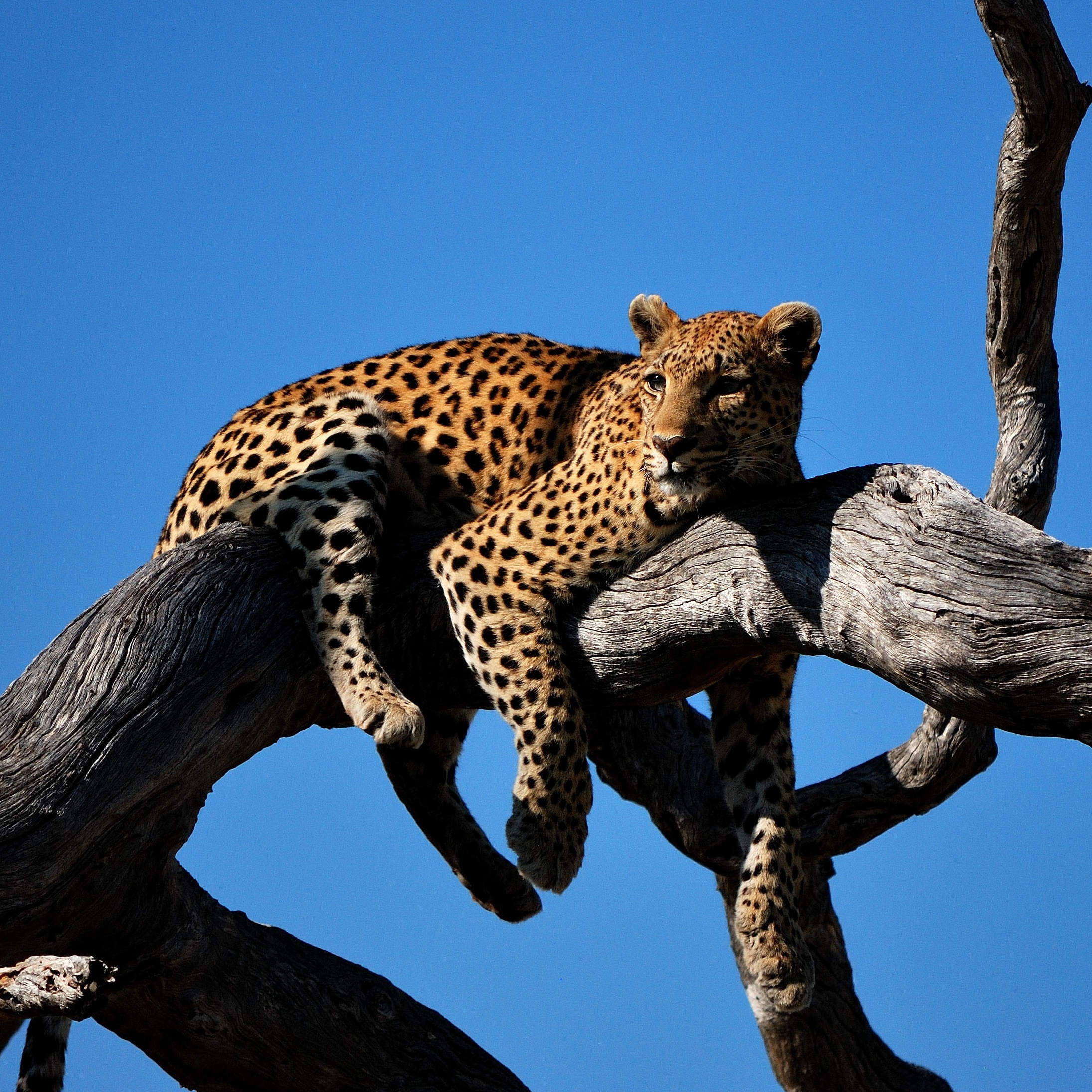 Custom-Travel-Planner-Network-10-Botswana-Leopard-Big-Cats