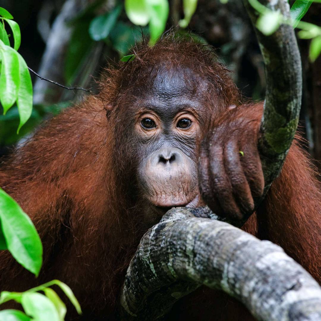 Custom-Travel-Planner-Network-3-Indonesia-Orangutan-