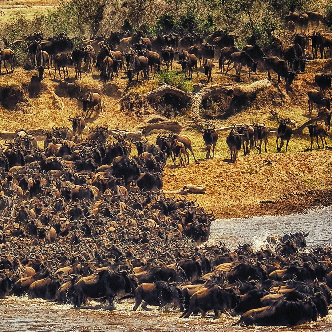 Custom-Travel-Planner-Network-3-Kenya-Wildebeest-Migration
