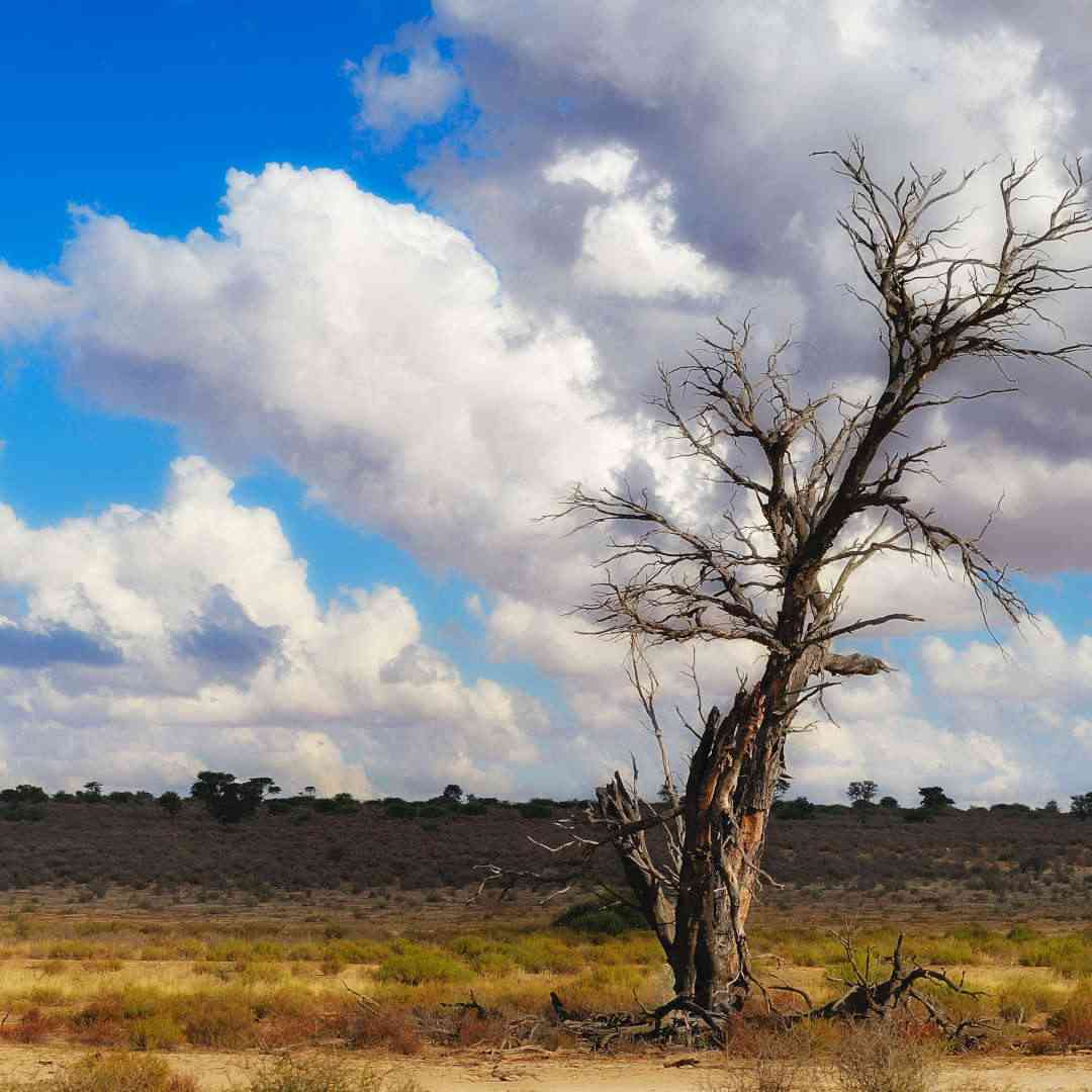 Custom-Travel-Planner-Network-4-SM-Botswana-Kalahari-Desert