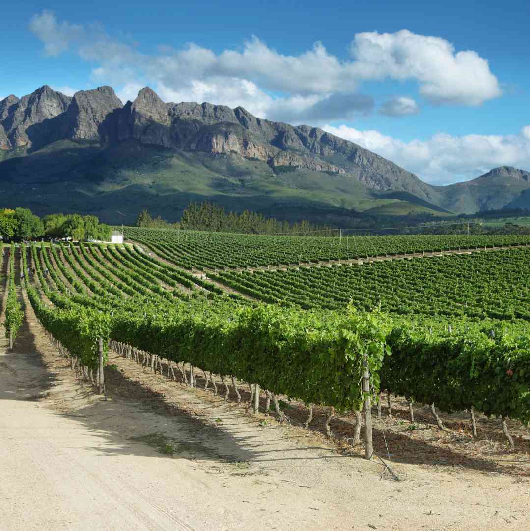Custom-Travel-Planner-Network-5-SM-South-Africa-Vineyards
