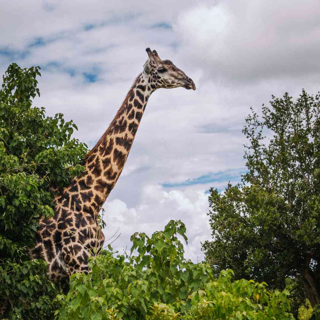 Custom-Travel-Planner-Network-6-SM-Botswana-Chobe-NP-Giraffe