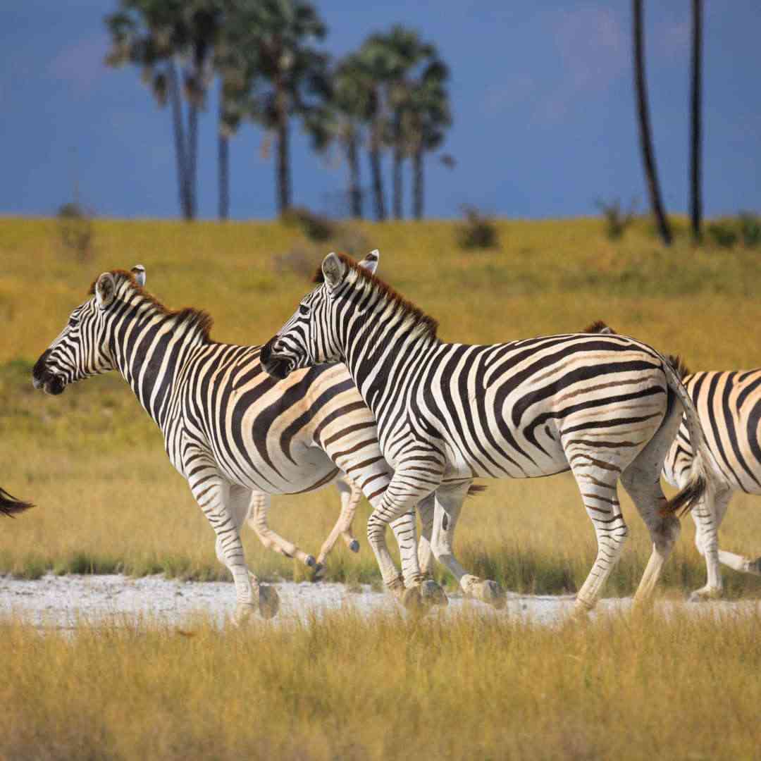 Custom-Travel-Planner-Network-9-SM-Botswana-Makgadikgadi-Pans-National-Park-Zebra-Migration