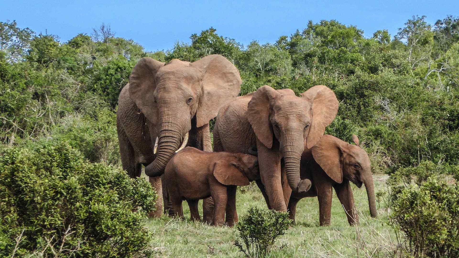 Custom-Travel-Planner-Network-South-Africa-Elephant-family