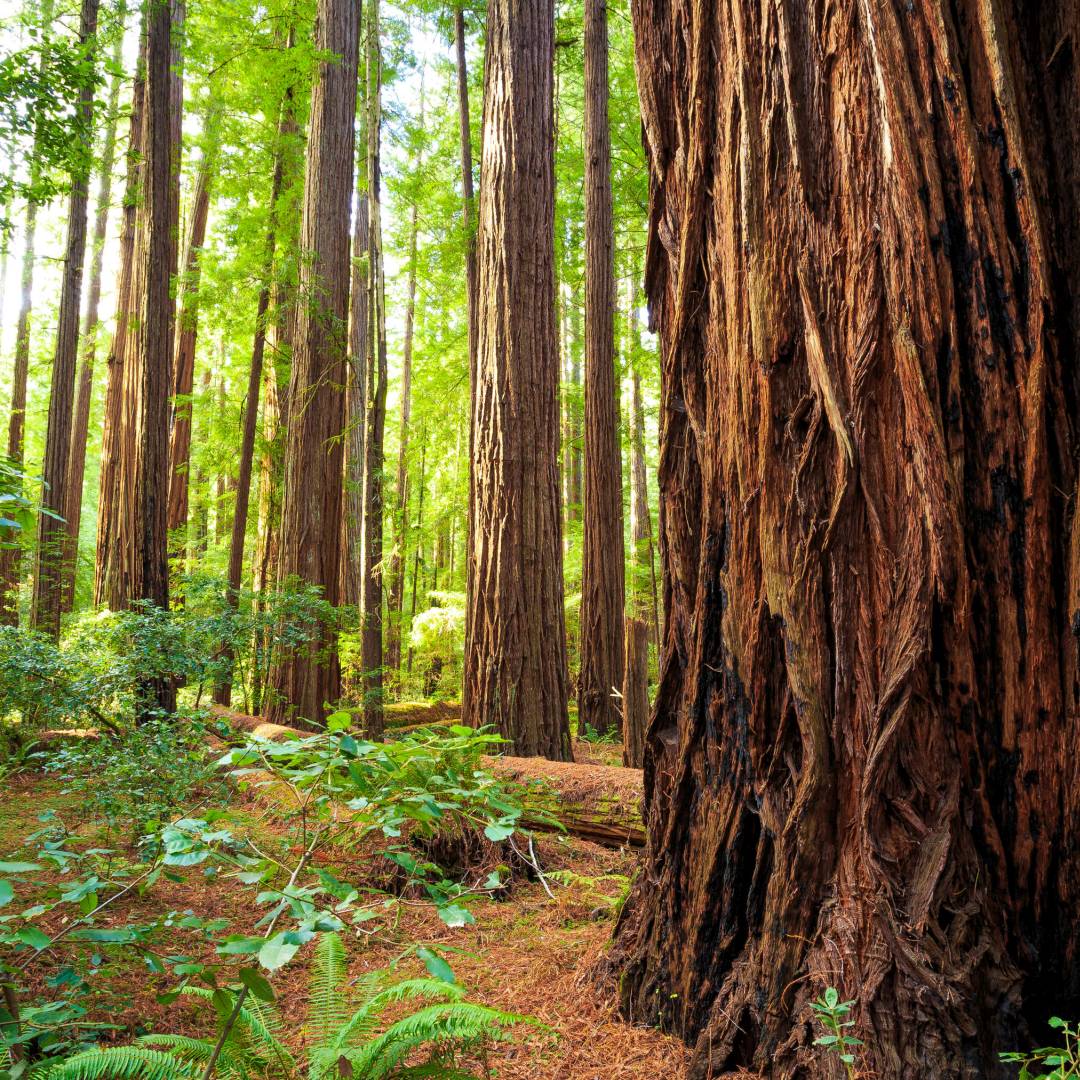 ustom-Travel-Planner-Network-7-California-Redwoods
