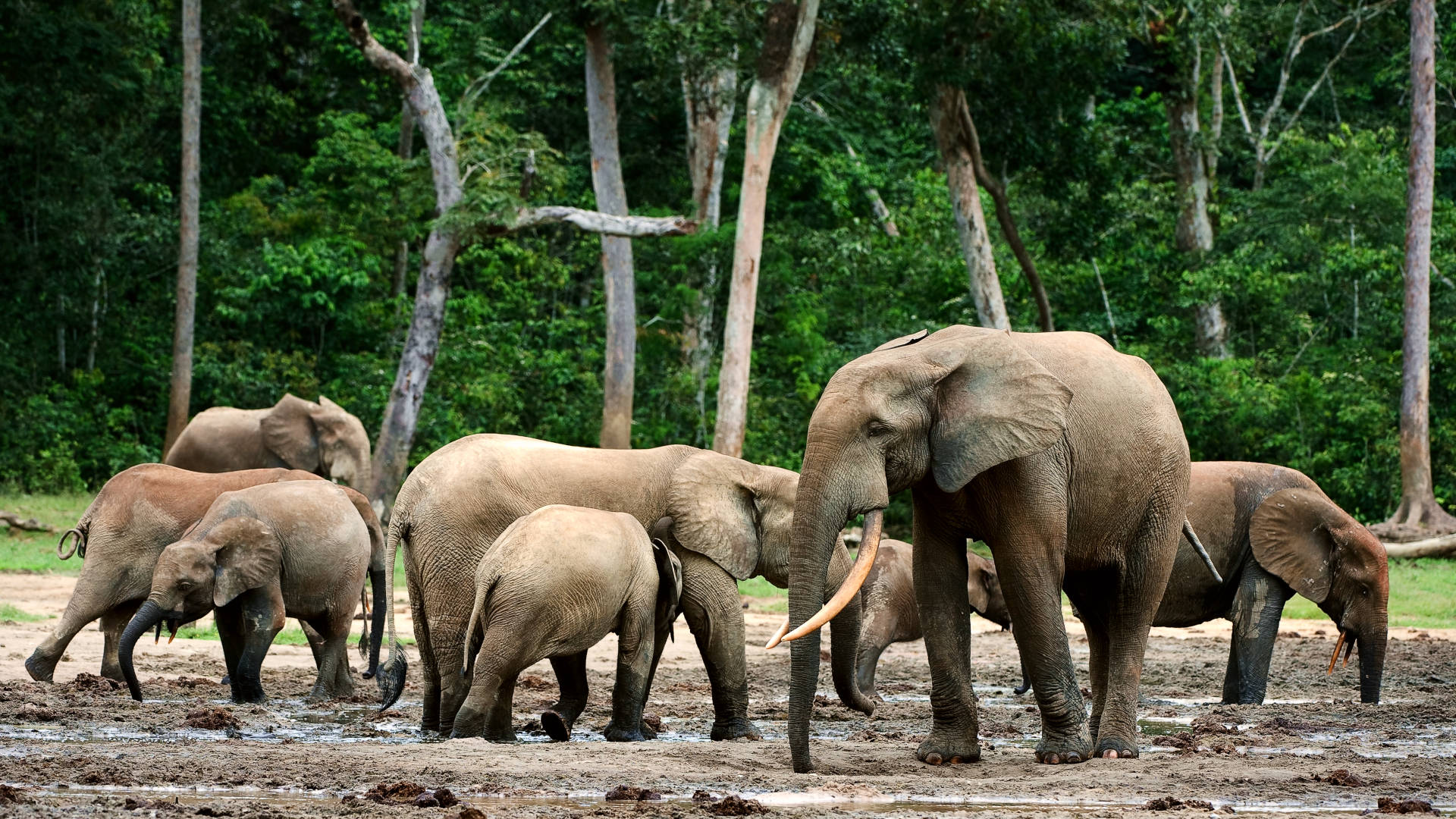 African Countries-Congo-Forest Elephants