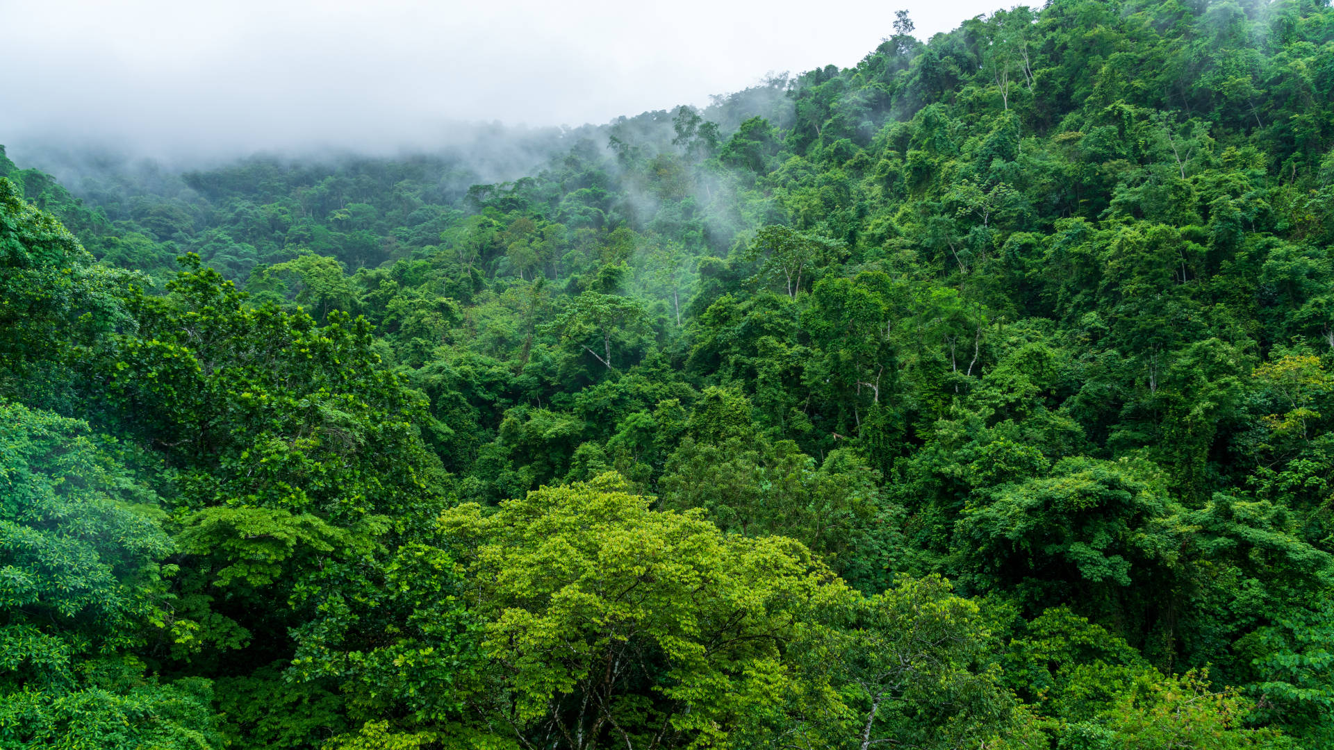 Custom Travel Planner Network-Costa Rica-Puntarenas Rainforest