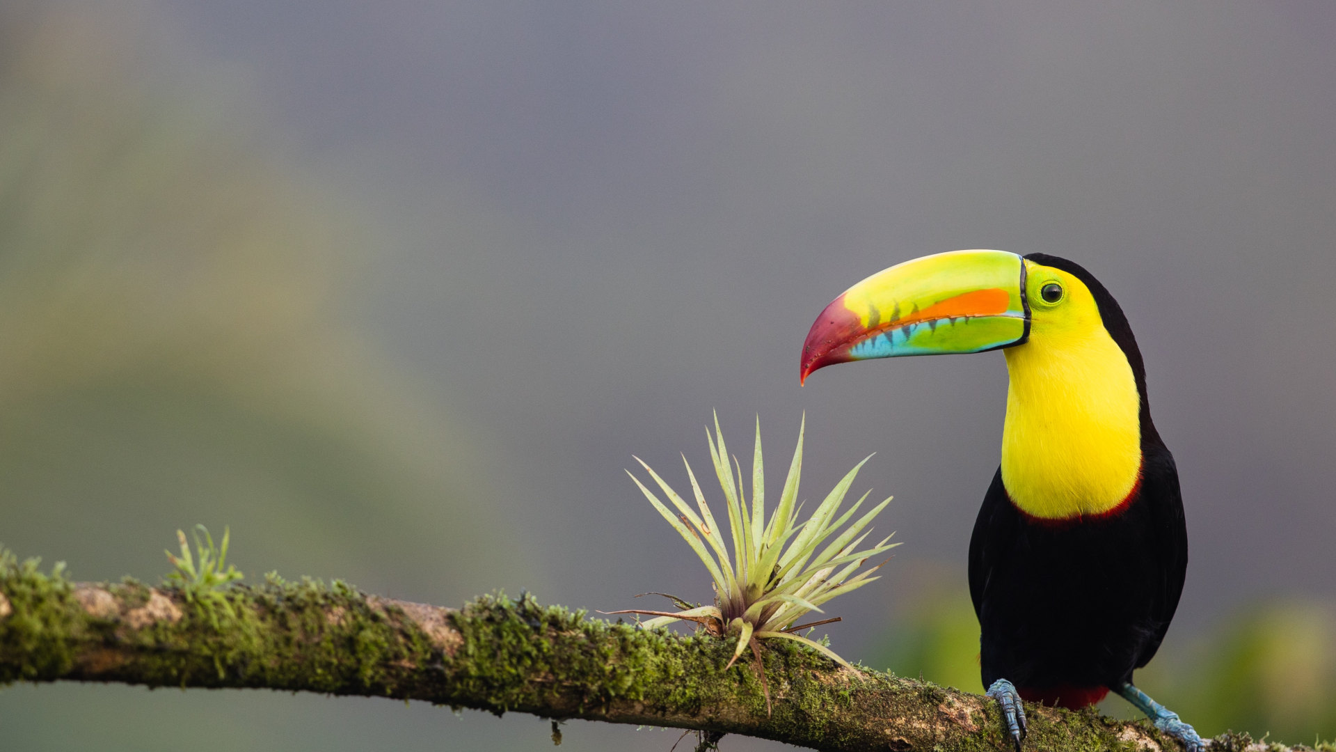 Custom Travel Planner Network-Costa Rica-Kell Billed Toucan