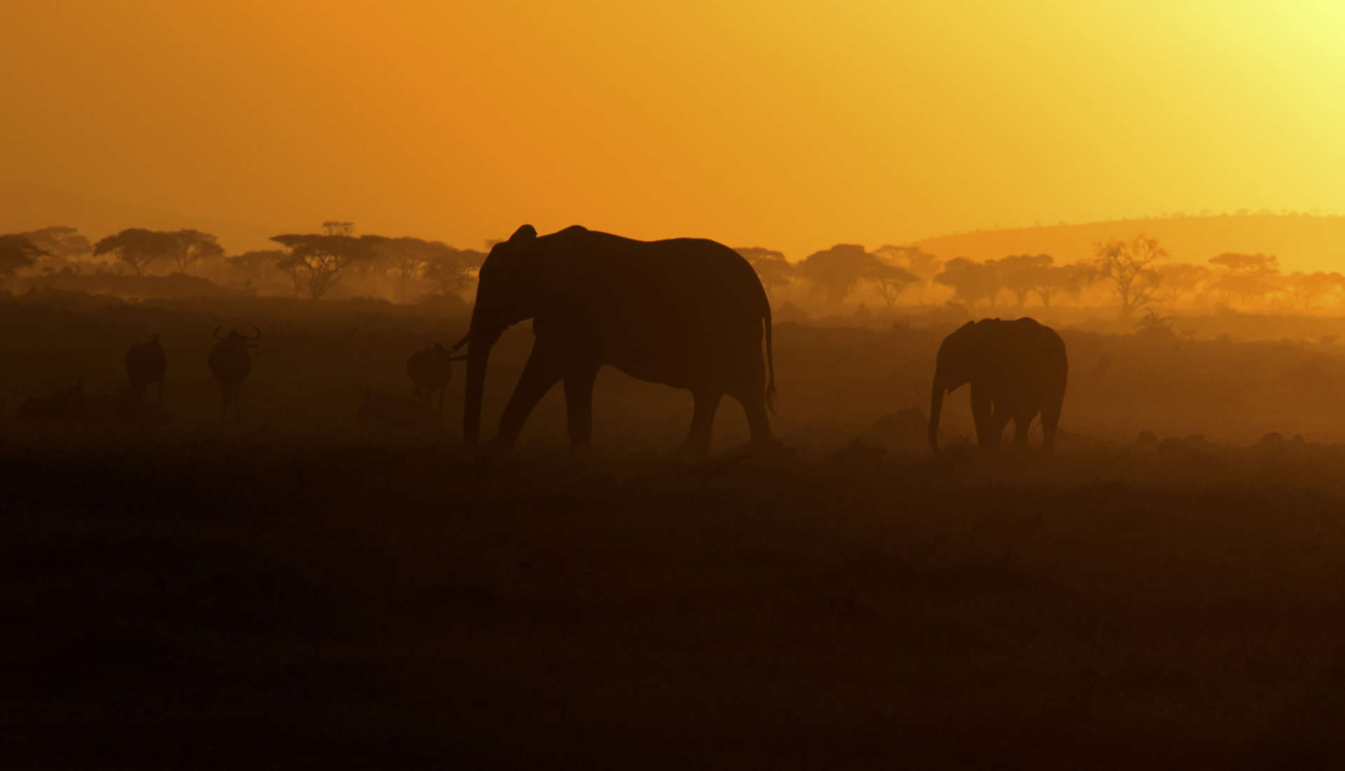Custom-Travel-Planner-Network-Home9-Kenya-Elephant-
