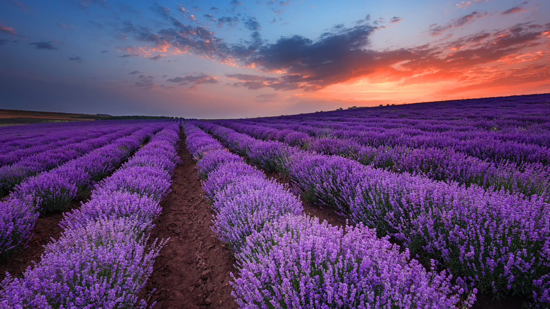 Custom Travel Planner Network-Eastern Europe-Bulgaria-Burgas Lavender Fields
