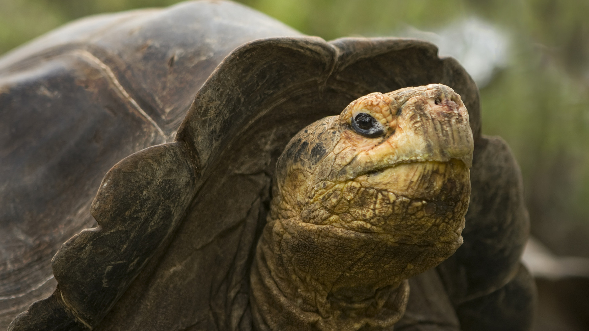 Custom Travel Planner Network-Galapagos Tortoise