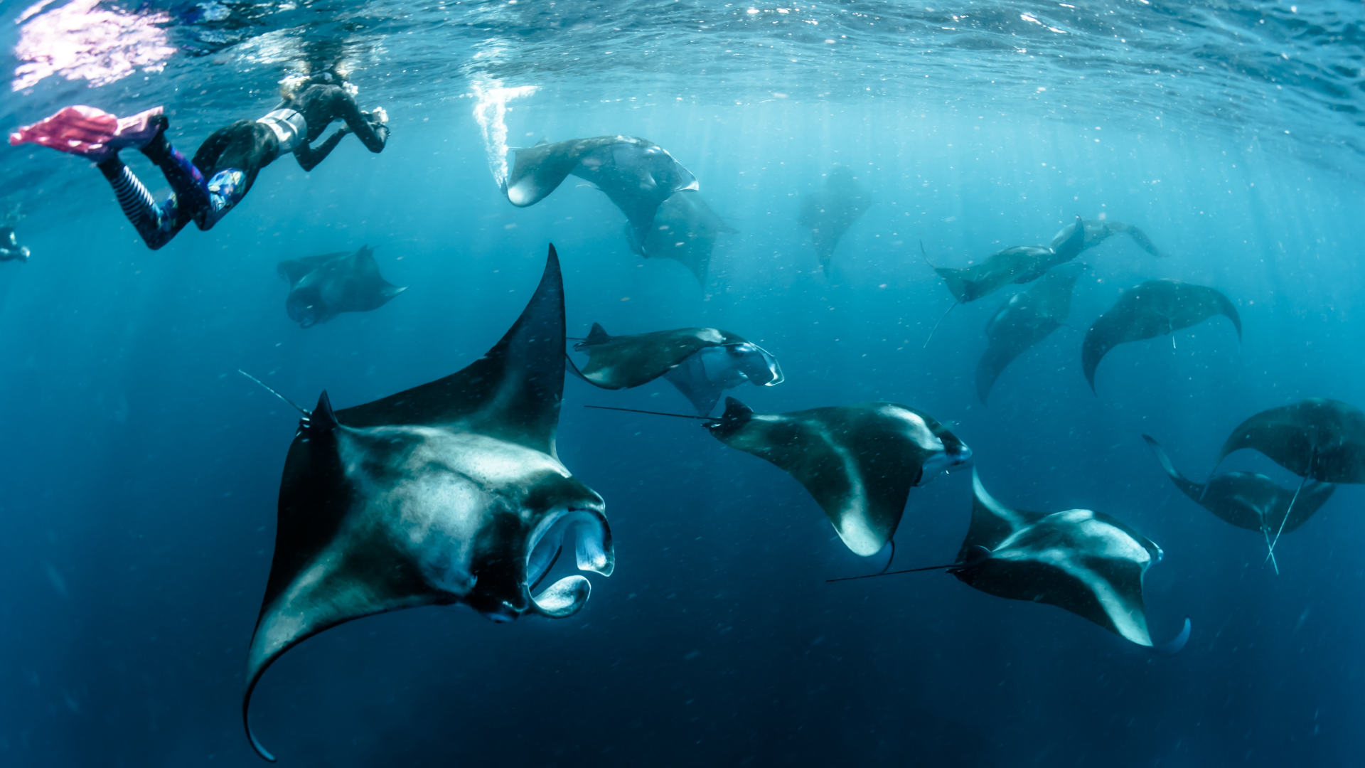 Custom Travel Planner Network-Maldives-Diving with Mantas