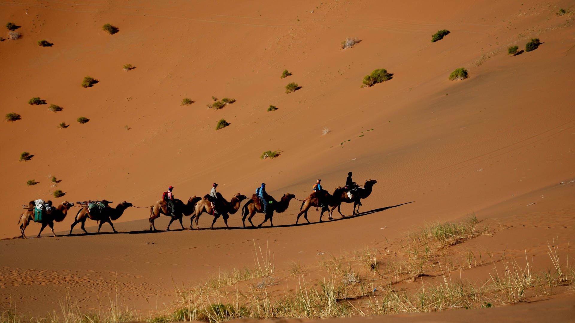 Custom Travel Planner Network-Mongolia-Camel Caravan in Gobi Desert