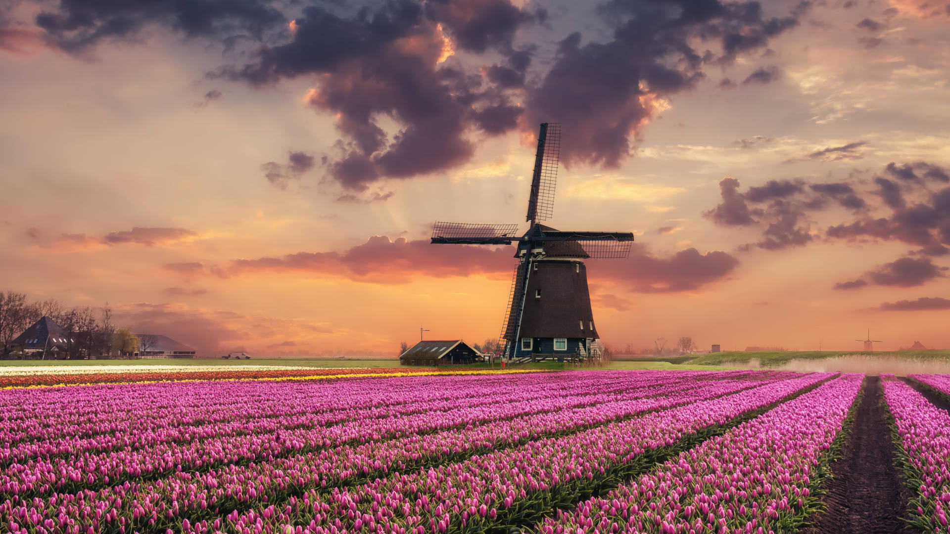 Custom Travel Planner Network-Netherlands-Holland-Wilndmill over Tulip Farm