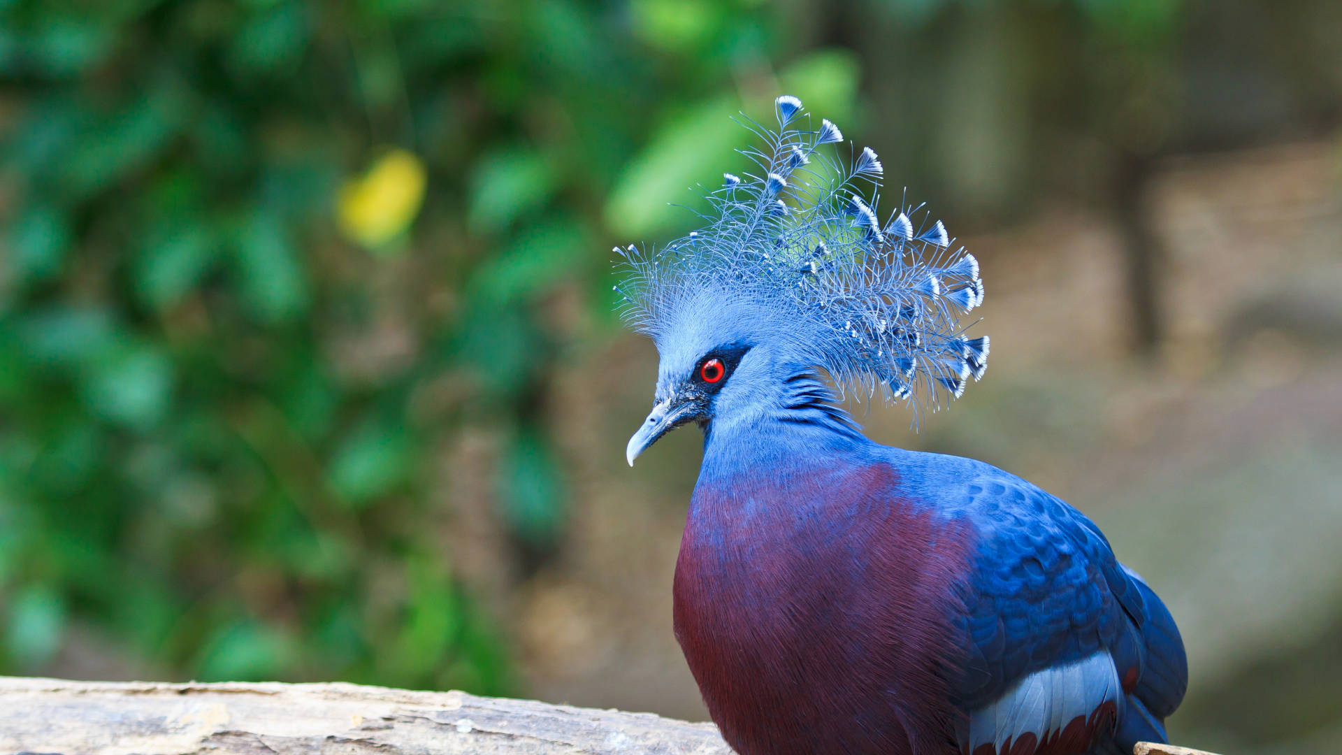 Custom Travel Planner Network-Papua New Guinea-Victoria Crowned Pigeon