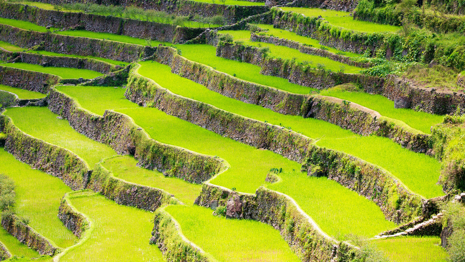 Custom Travel Planner Network-Philippines-Banaue Rice Fields