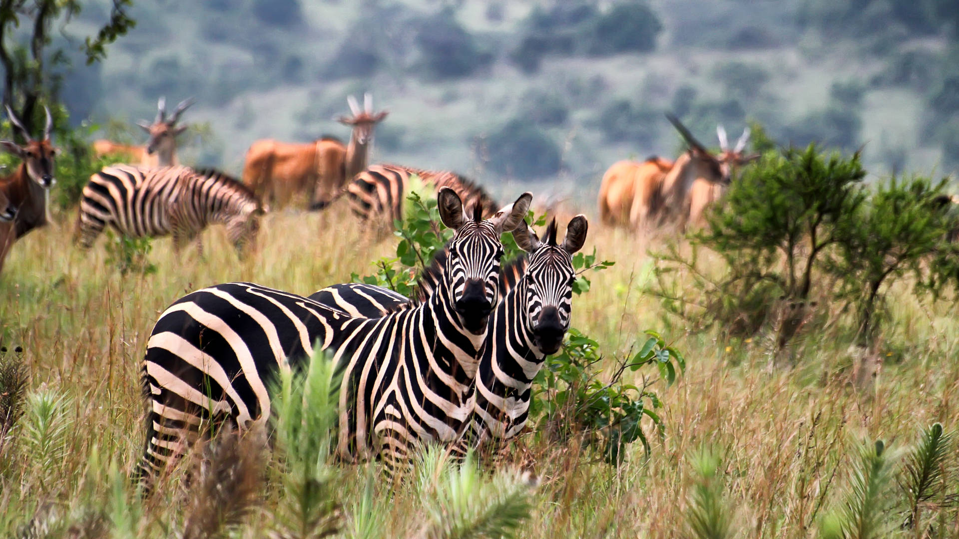 Custom Travel Planner Network-Rwanda-Akagera NP Zebra