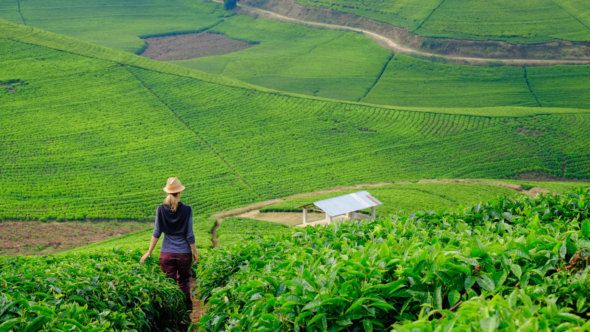 Custom Travel Planner Network-Rwanda-Tea Farm