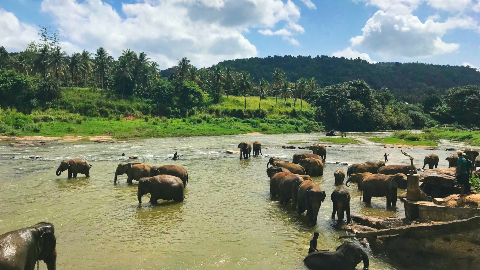 Custom Travel Planner Network-Sri Lanka-Pinnawala Elephant Orphanage