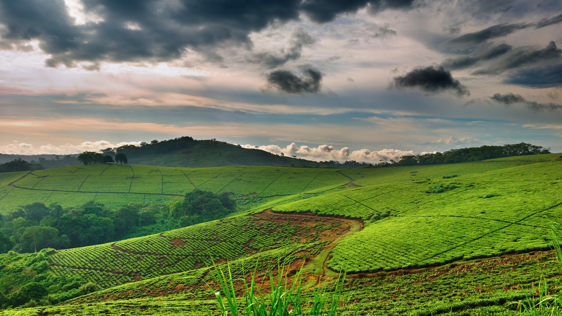 Custom Travel Planner Network-Uganda-Tea Plantation