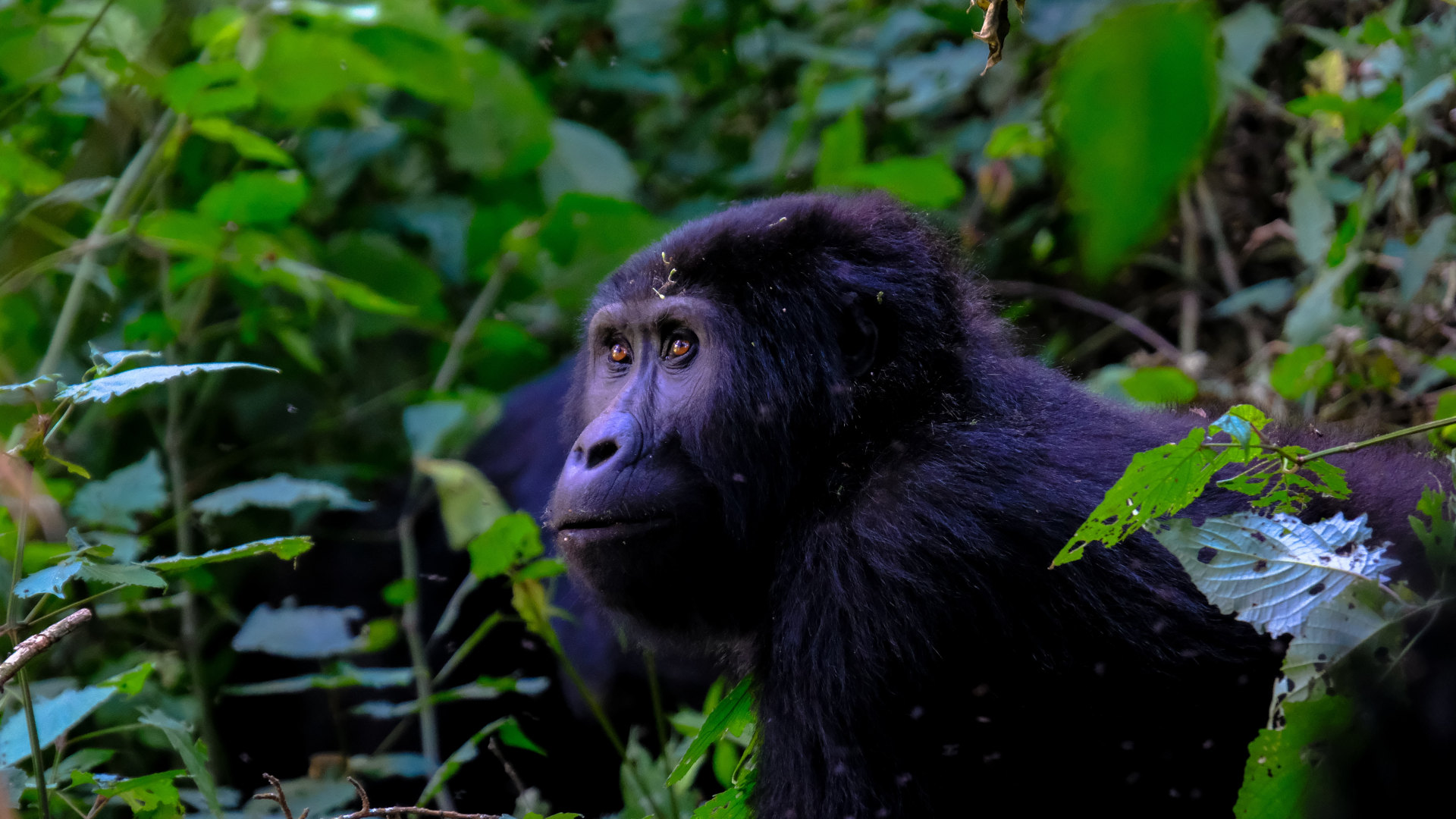 Custom Travel Planner Network-Uganda-Mgahinga Gorilla Park