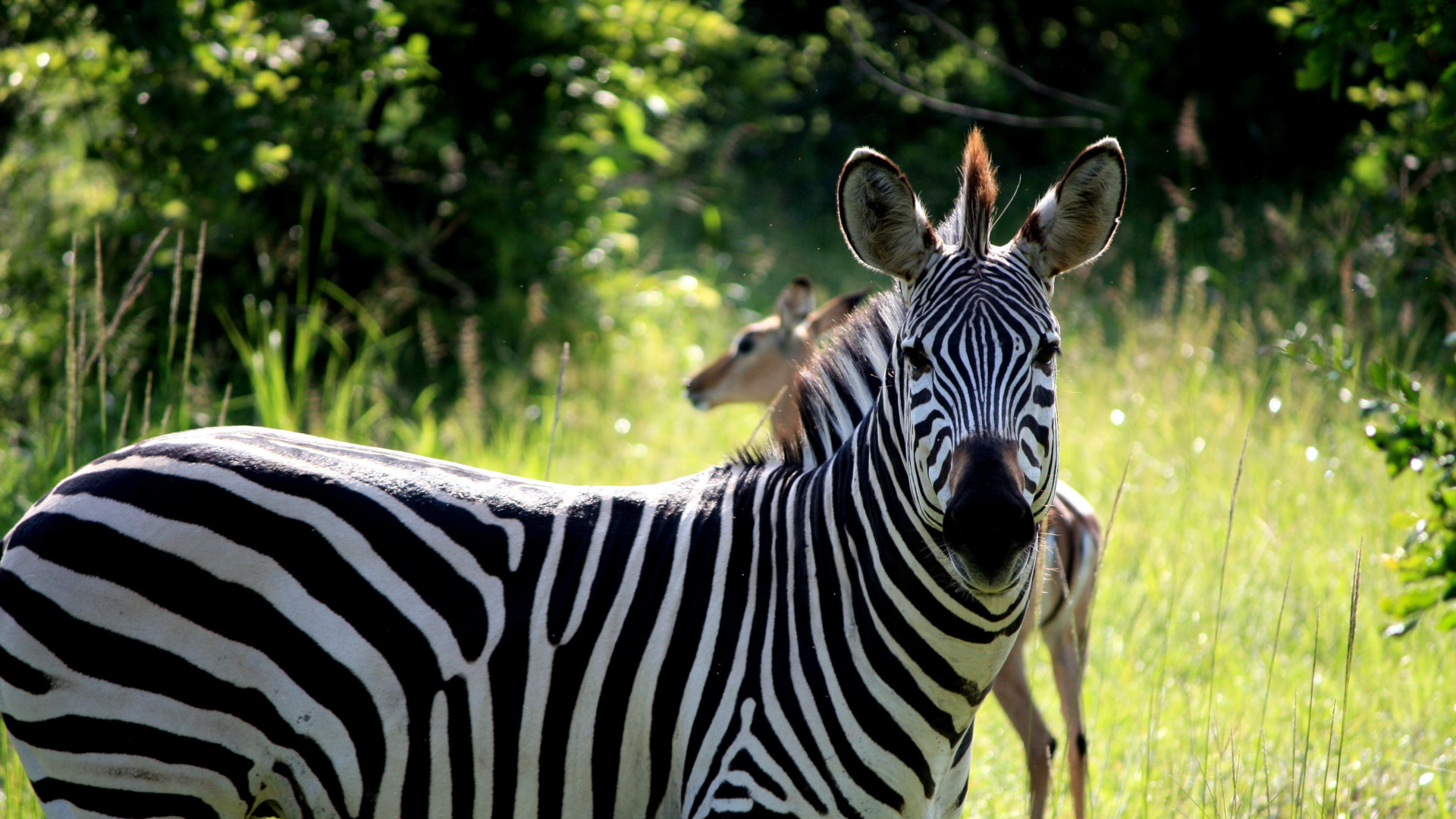 Custom Travel Planner Network-Zambia-Zebra at South Luangwa National Park