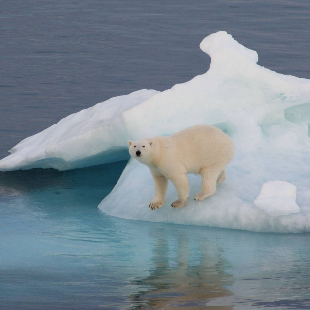 Custom-Travel-Planner-Network-10-Greenland-Polar-Bear-on-Ice