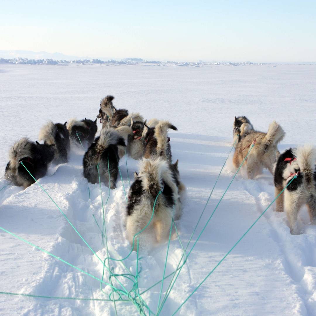 Custom-Travel-Planner-Network-2-Greenland-Dog-Sledding