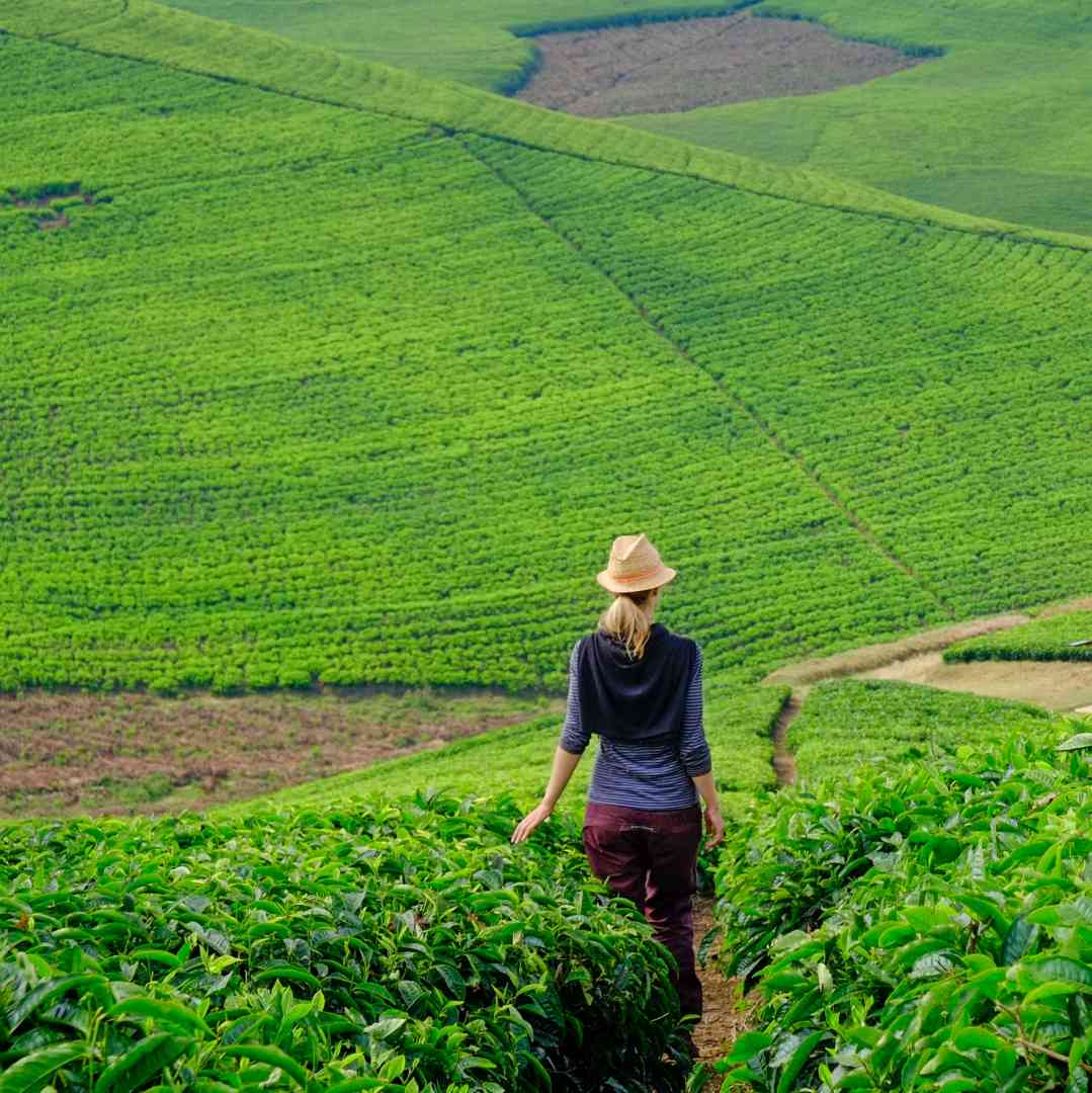 Custom-Travel-Planner-Network-2-SM-Rwanda-Tea-Farm