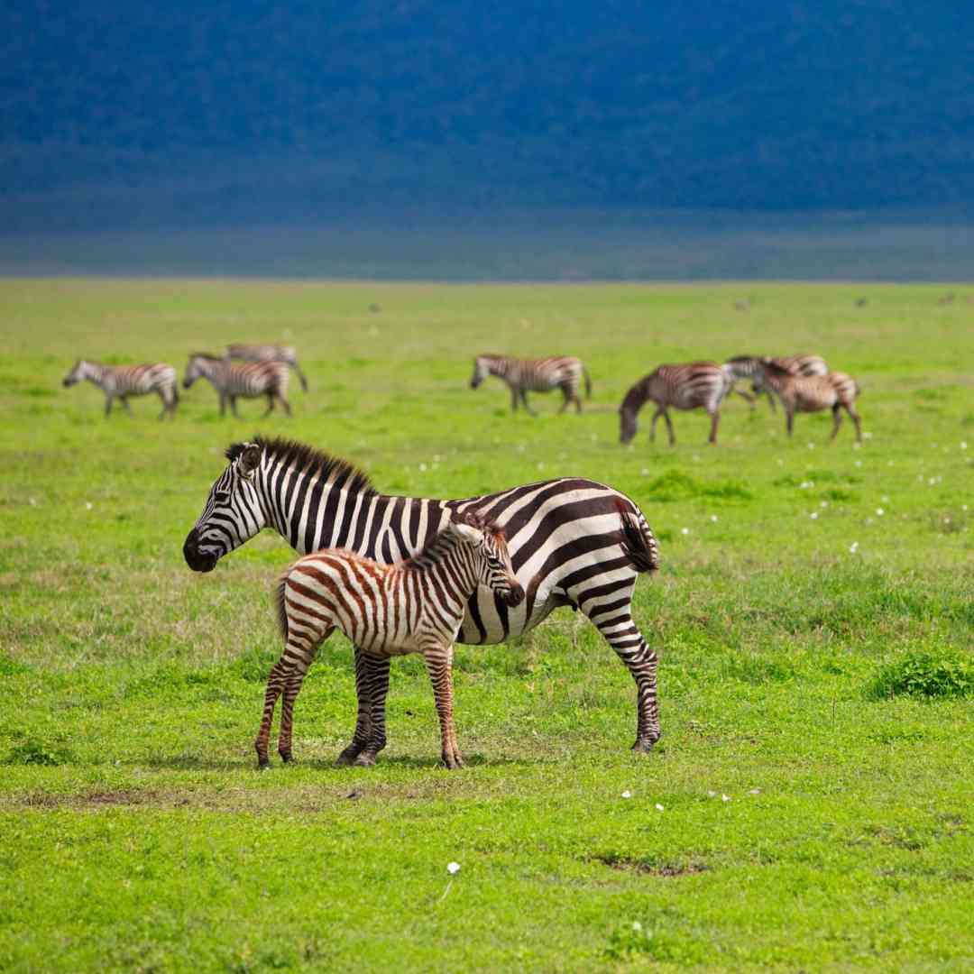 Custom-Travel-Planner-Network-2-SM-Tanzania-Ngorongoro-Crate