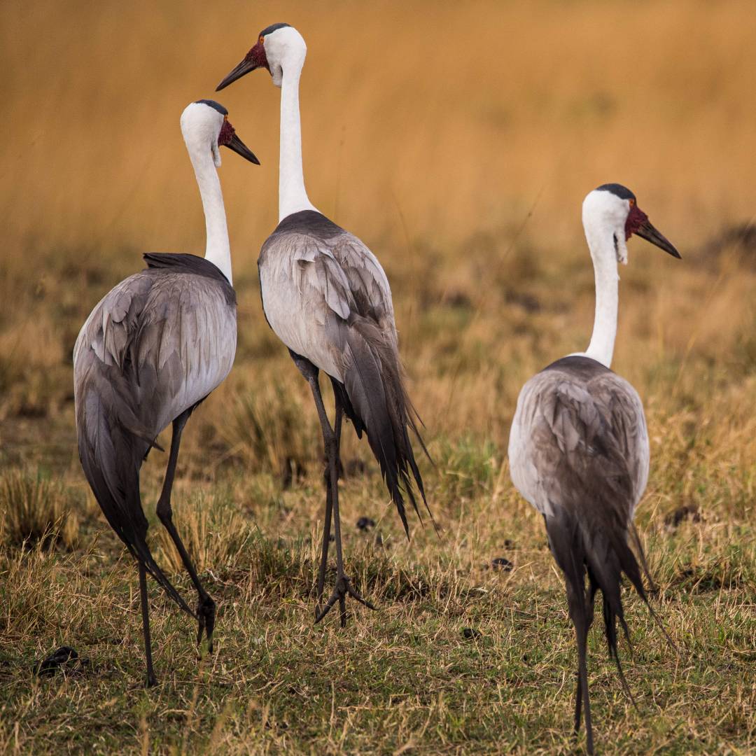 Custom-Travel-Planner-Network-2-Zambia-Cranes-in-African-Savannah