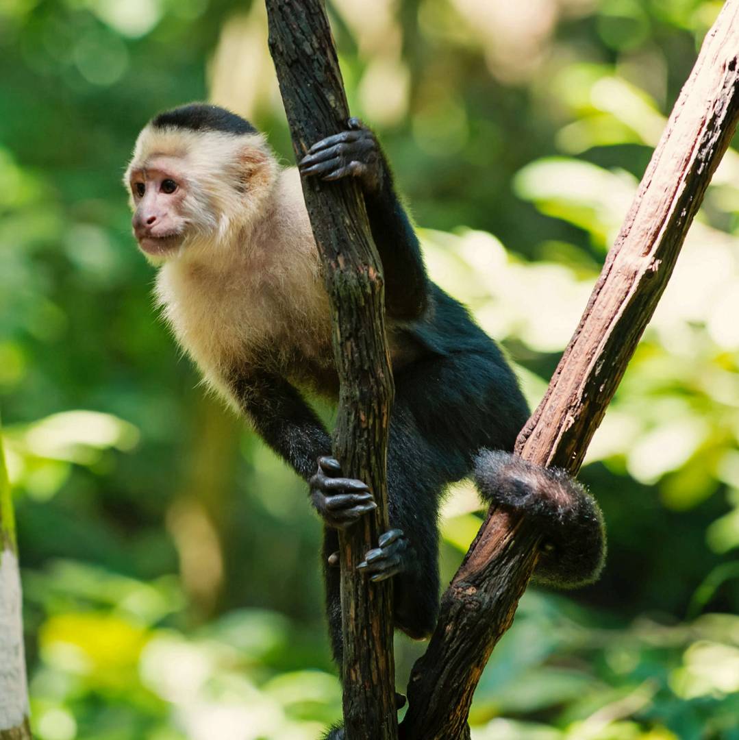 Custom-Travel-Planner-Network-5-Honduras-Rainforest-Capuchin-Monkey