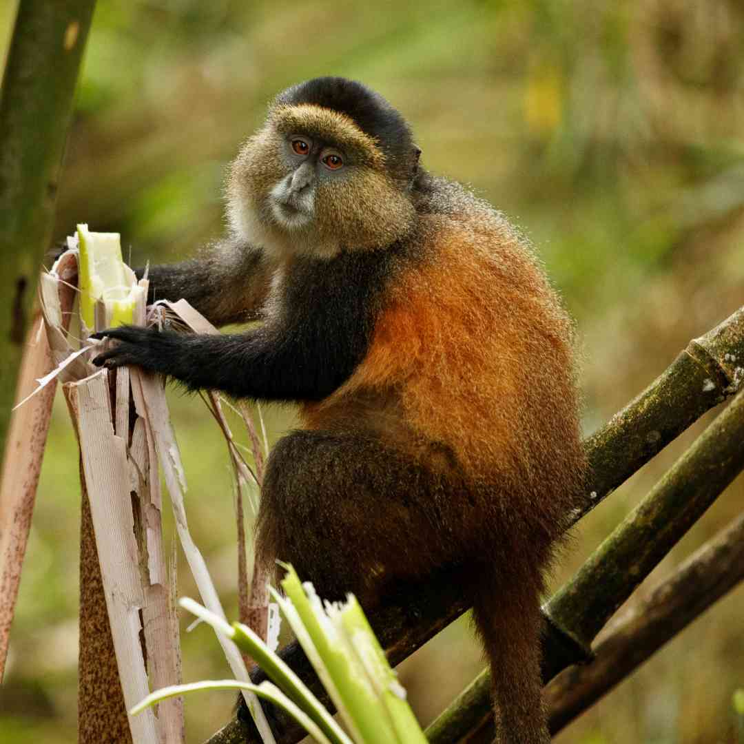 Custom-Travel-Planner-Network-5-SM-Rwanda-Golden-Monkey