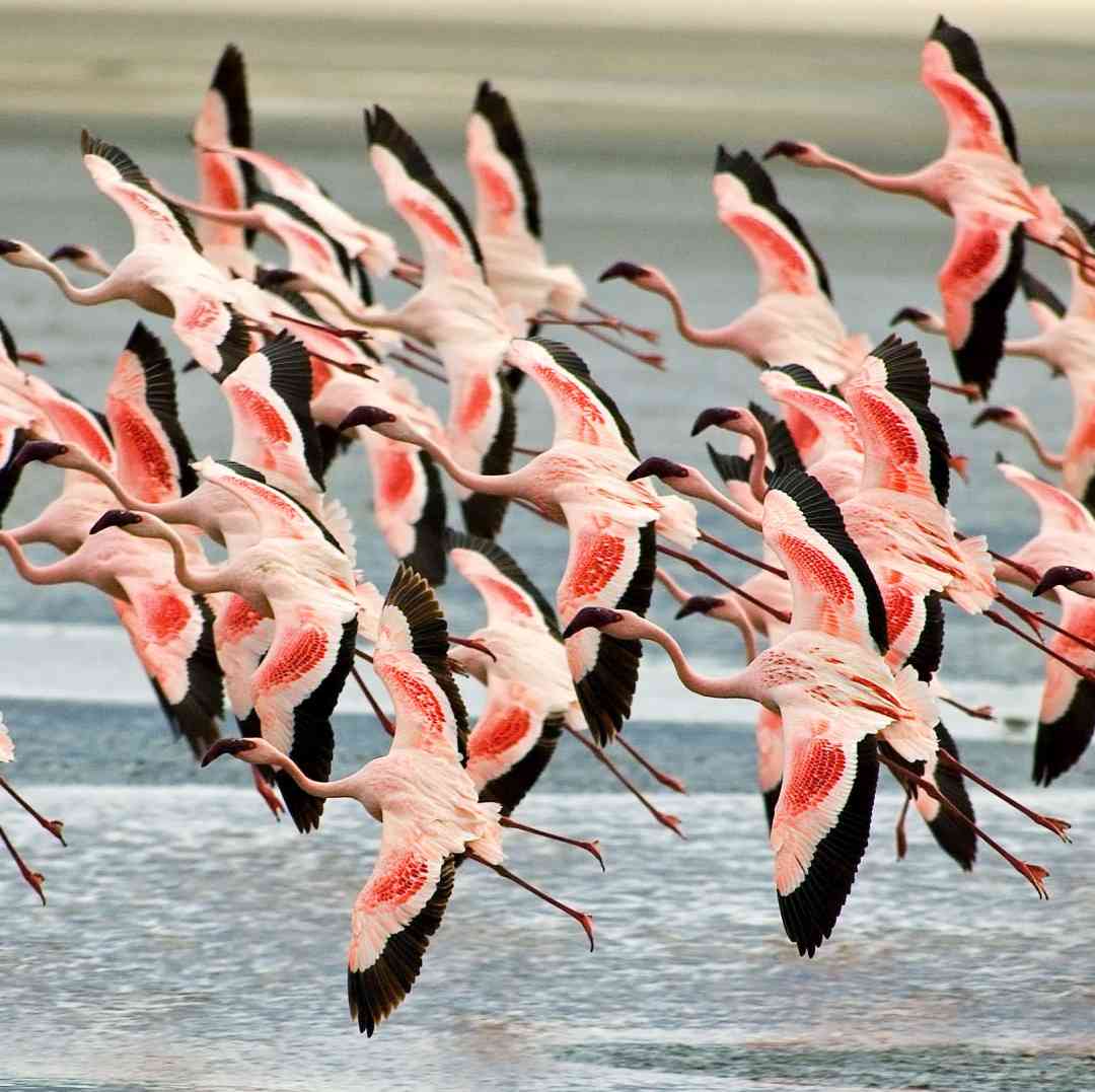Custom-Travel-Planner-Network-6-SM-Tanzania-Flamingos-over-Ngorongoro
