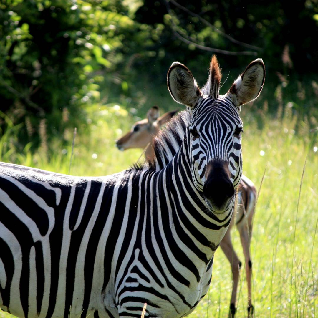 Custom-Travel-Planner-Network-6-Zambia-Zebra-at-S-Luangwa National Park