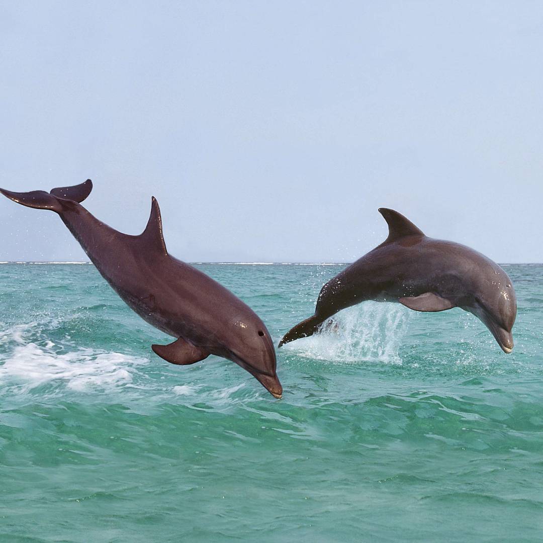Custom-Travel-Planner-Network-7-Honduras-Bottle-Nose-Dolphin