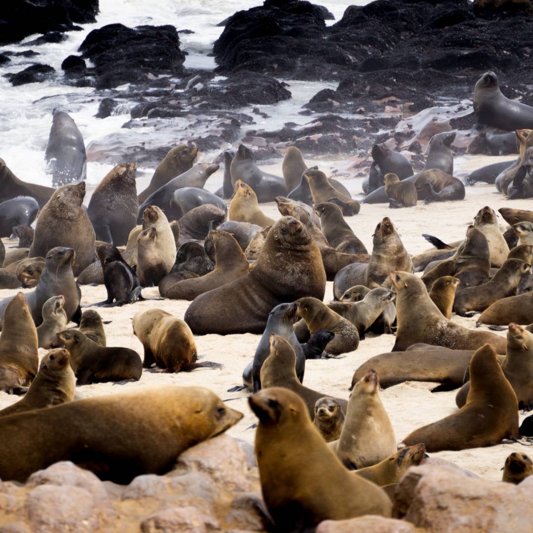 Custom-Travel-Planner-Network-7-SM-Namibia-Cape-Cross-Fur-Seals