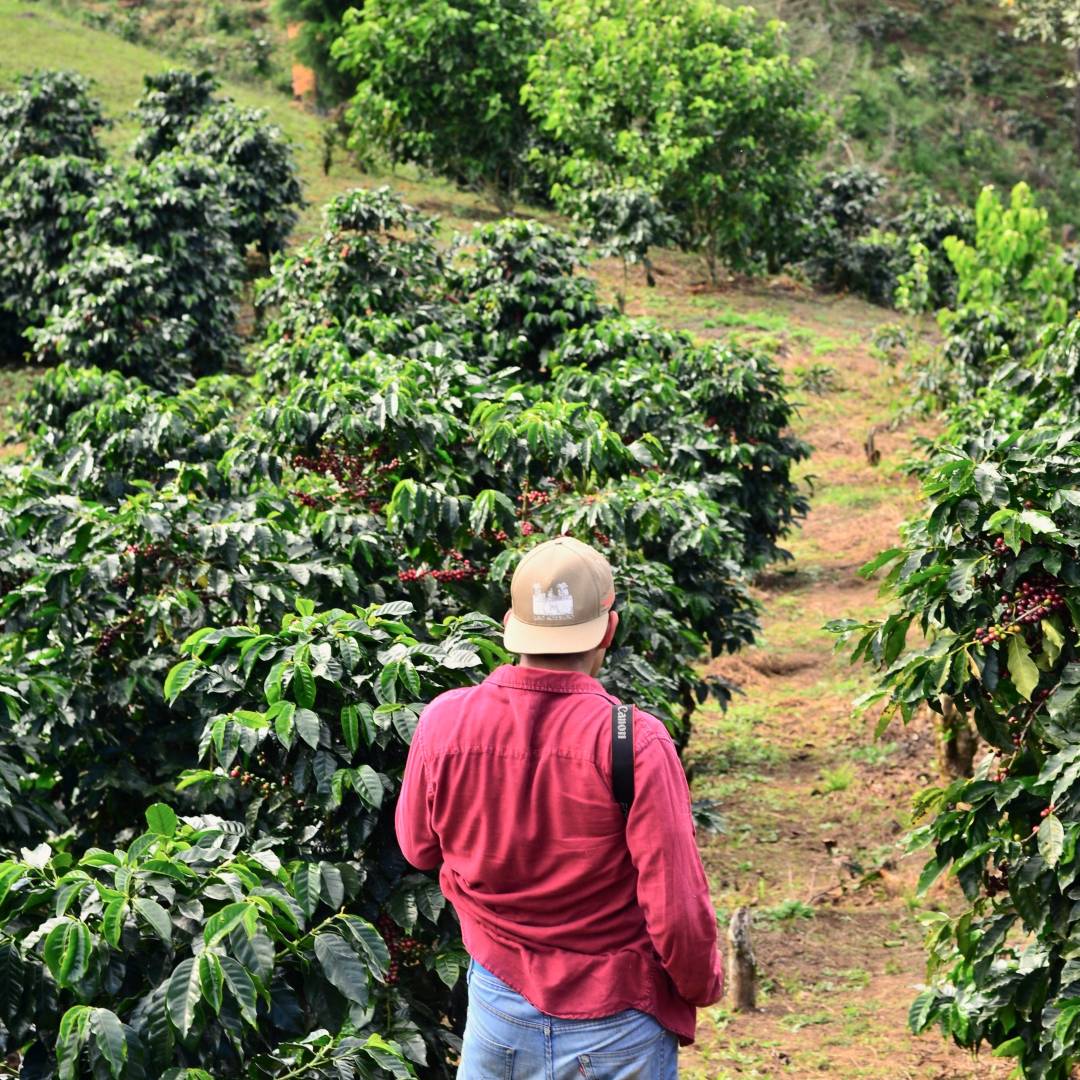 Custom-Travel-Planner-Network-8-Honduras-Coffee-Farm
