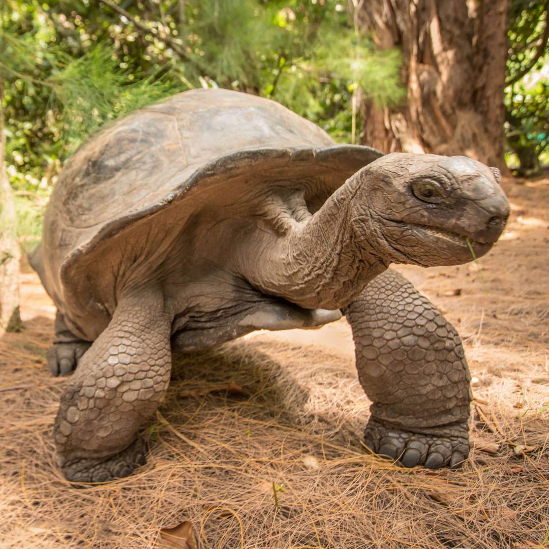 Custom-Travel-Planner-Network-9-Seychelles-Giant-Aldabra-Tortoise