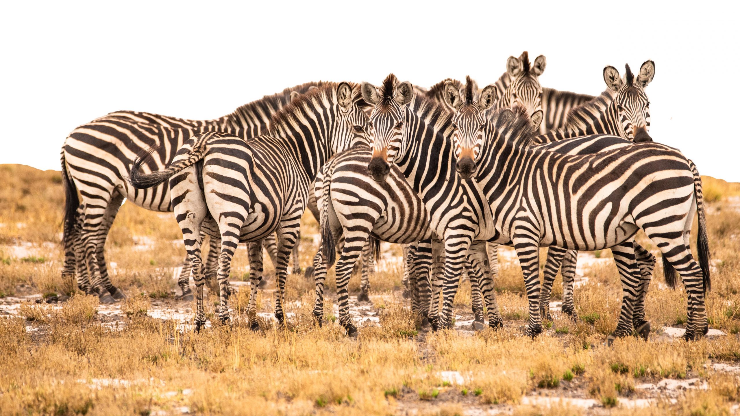 Custom Travel Planner Network-Zambia-Zebra Herd