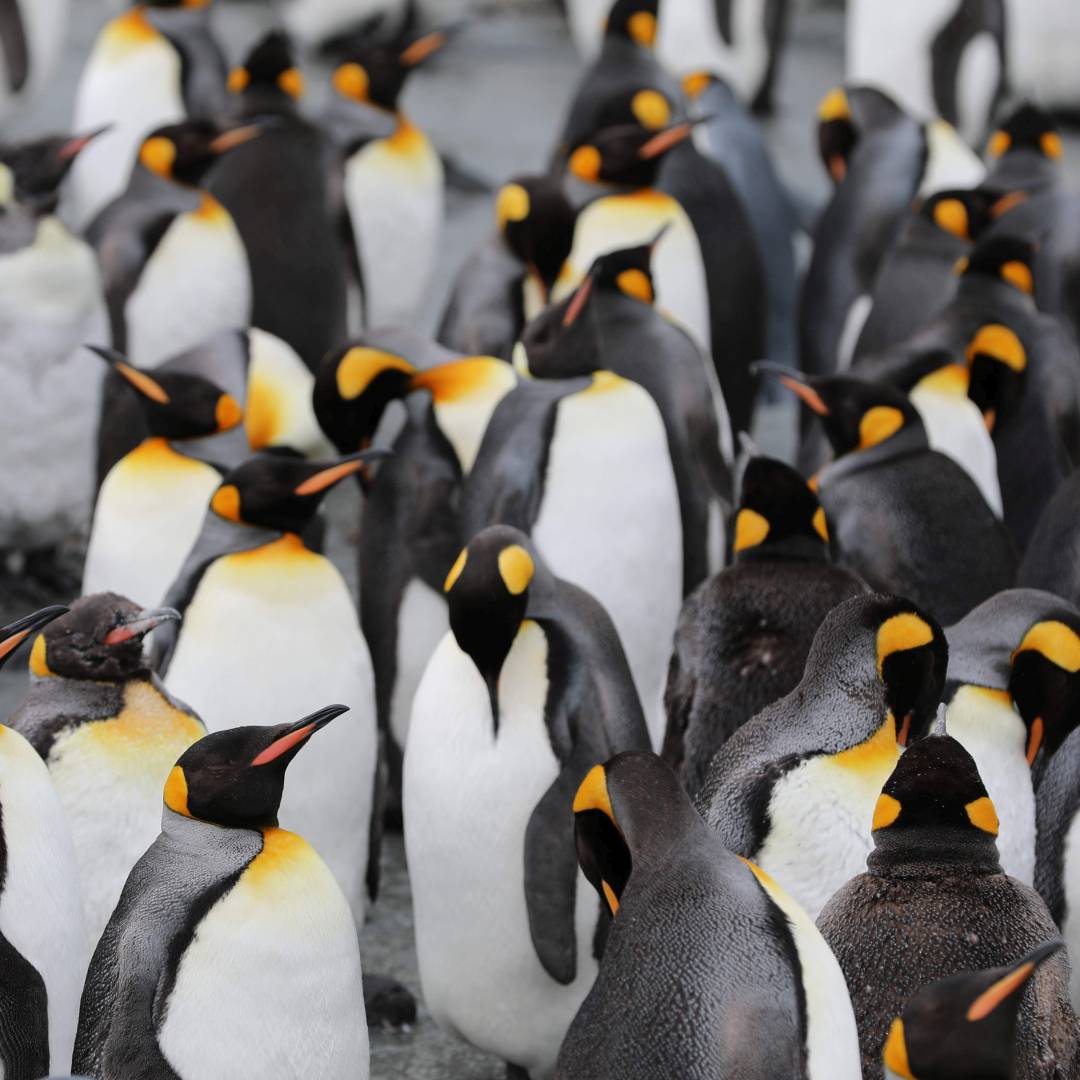 Custom-Travel-Planner-Network-2-SM-Antarctica-Penguins-