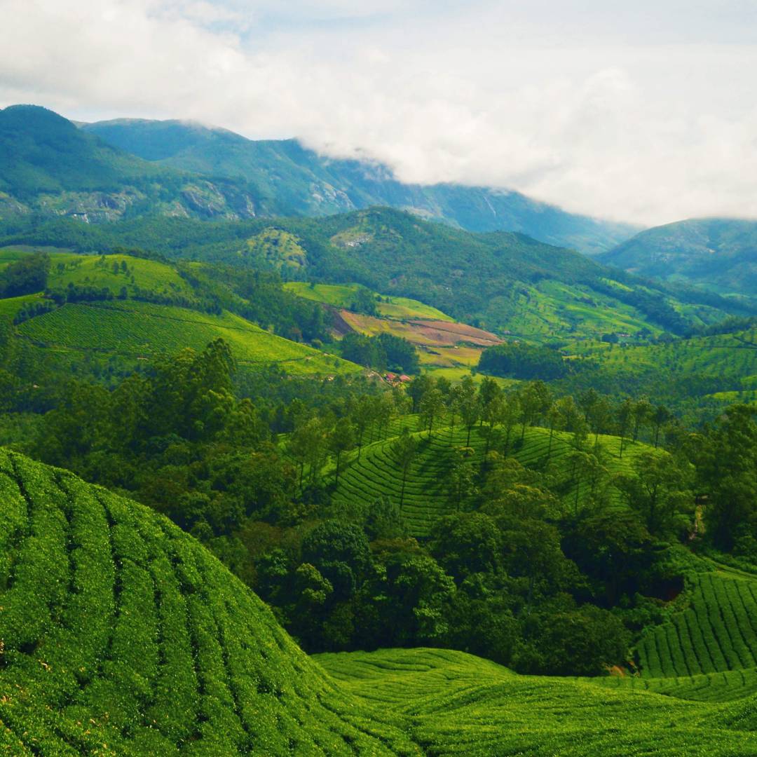 Custom-Travel-Planner-Network-3-India-Kerala-Tea-Farms