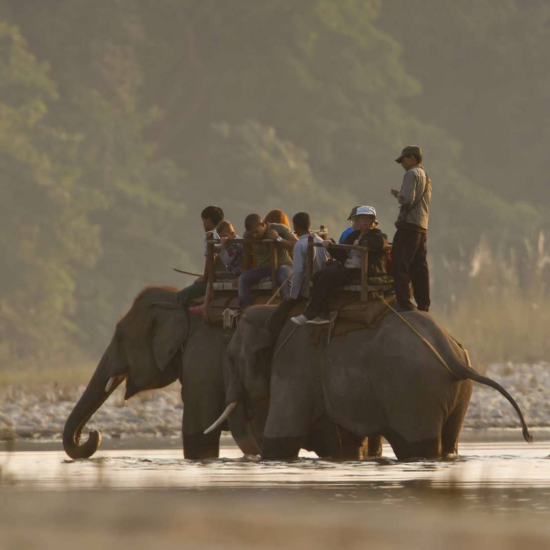 Custom-Travel-Planner-Network-3-Nepal-Bardia-National-Elephants
