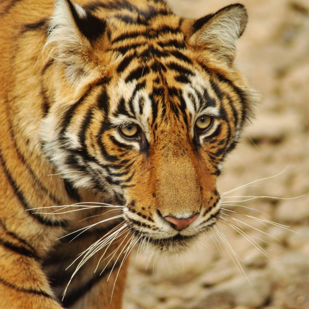 Custom-Travel-Planner-Network-4-India-ranthambore-tiger-reserve