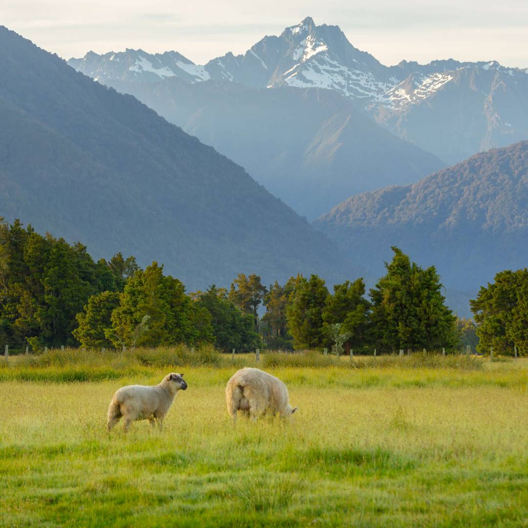 Custom-Travel-Planner-Network-4-New-Zealand-Sheeps-Wool