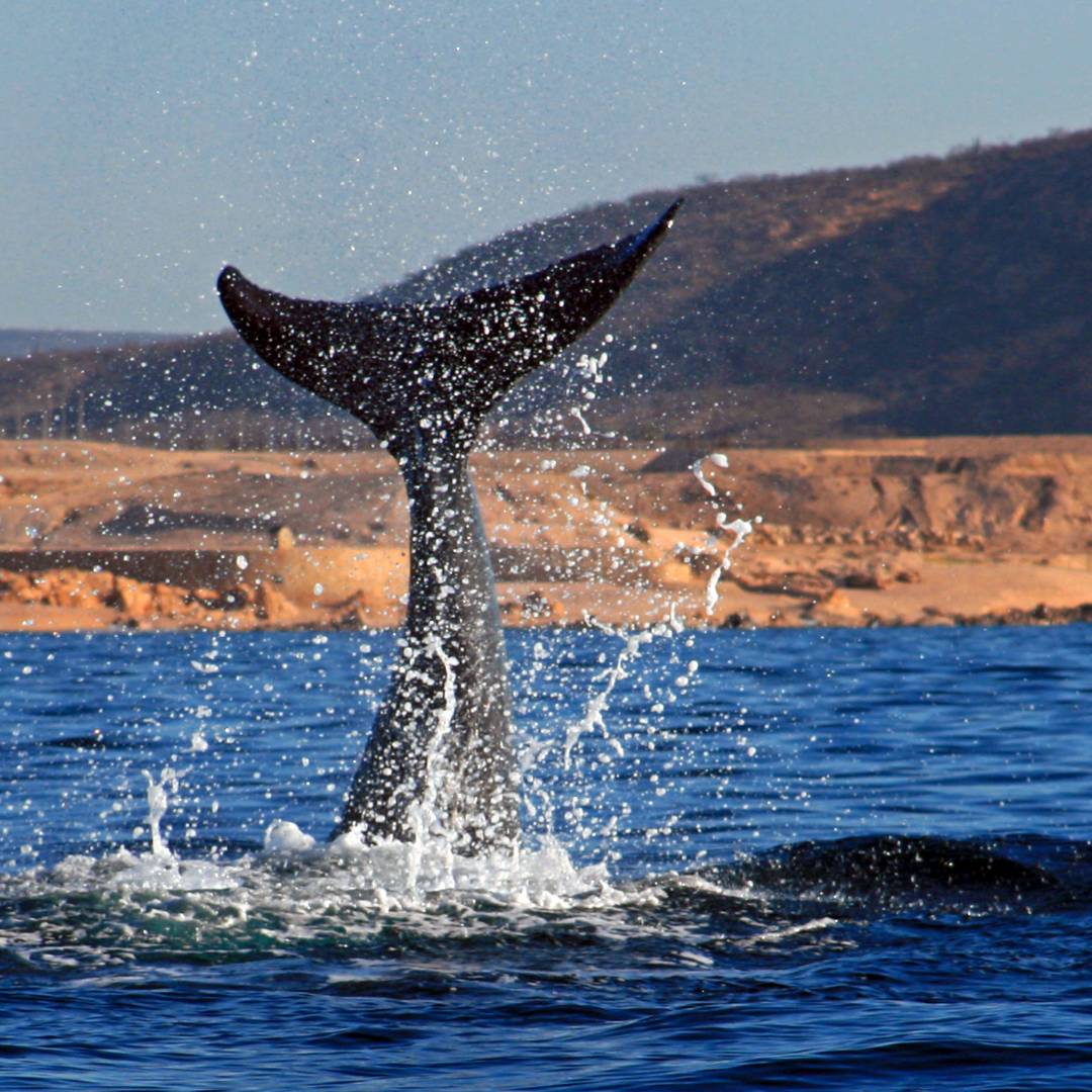 Custom-Travel-Planner-Network-5-Mexico-Cabo-Whale-Watching