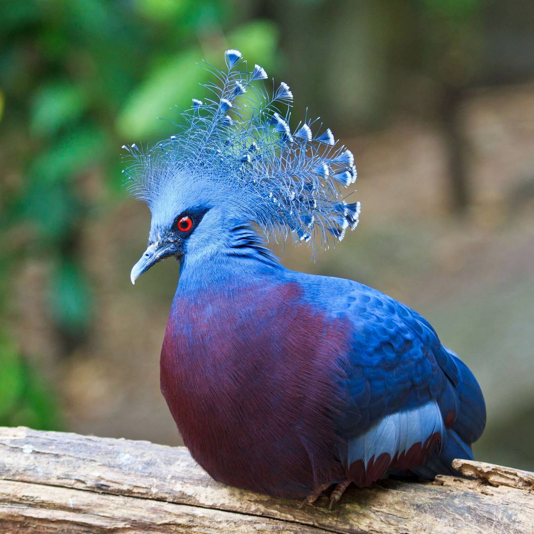 Custom-Travel-Planner-Network-7-Papua-Victoria-Crowned-Pigeon