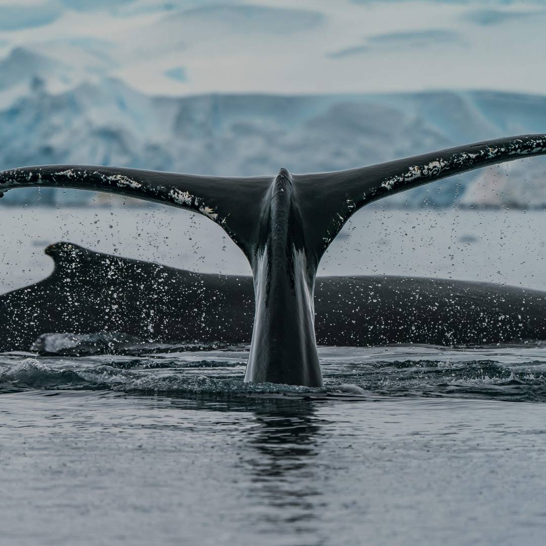 Custom-Travel-Planner-Network-7-SM-Antarctica-Humpback-Whales